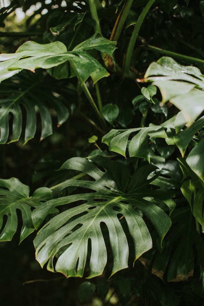 Lush Monstera Leaves by Claudia Casal — canvas wall art