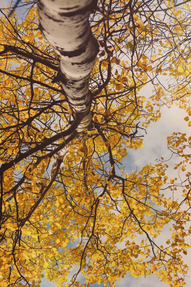 Golden Birch Canopy by Olivia Joy StClaire — canvas wall art