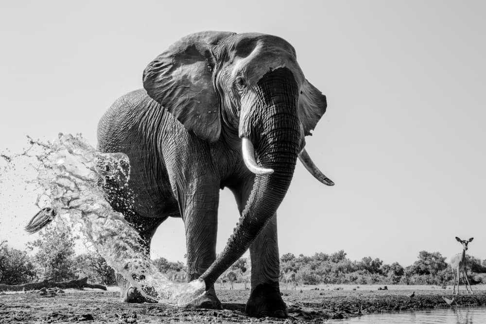 African Elephant Splashing by Jun Zuo — canvas wall art