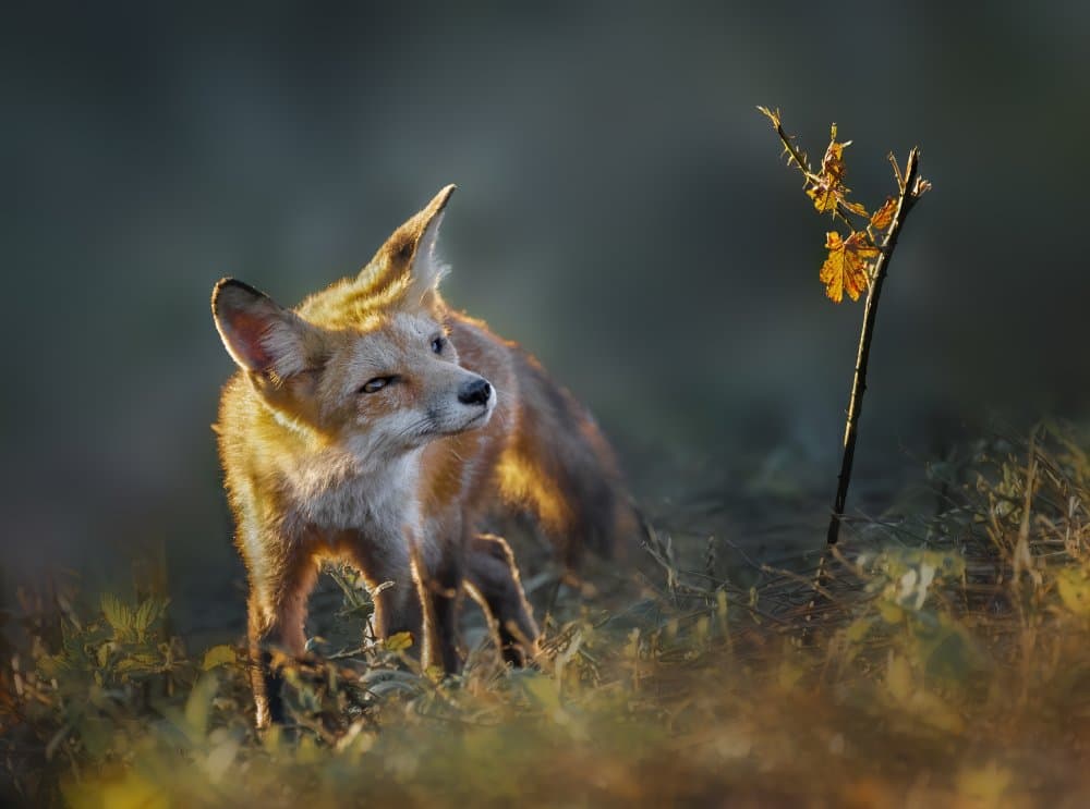 Golden Light Fox by Shi & Wei — canvas wall art