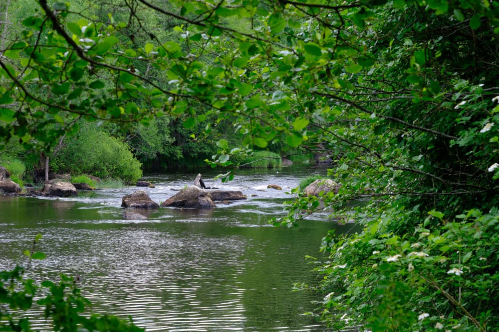 Peaceful Forest River by Geertjan Plooijer — canvas wall art