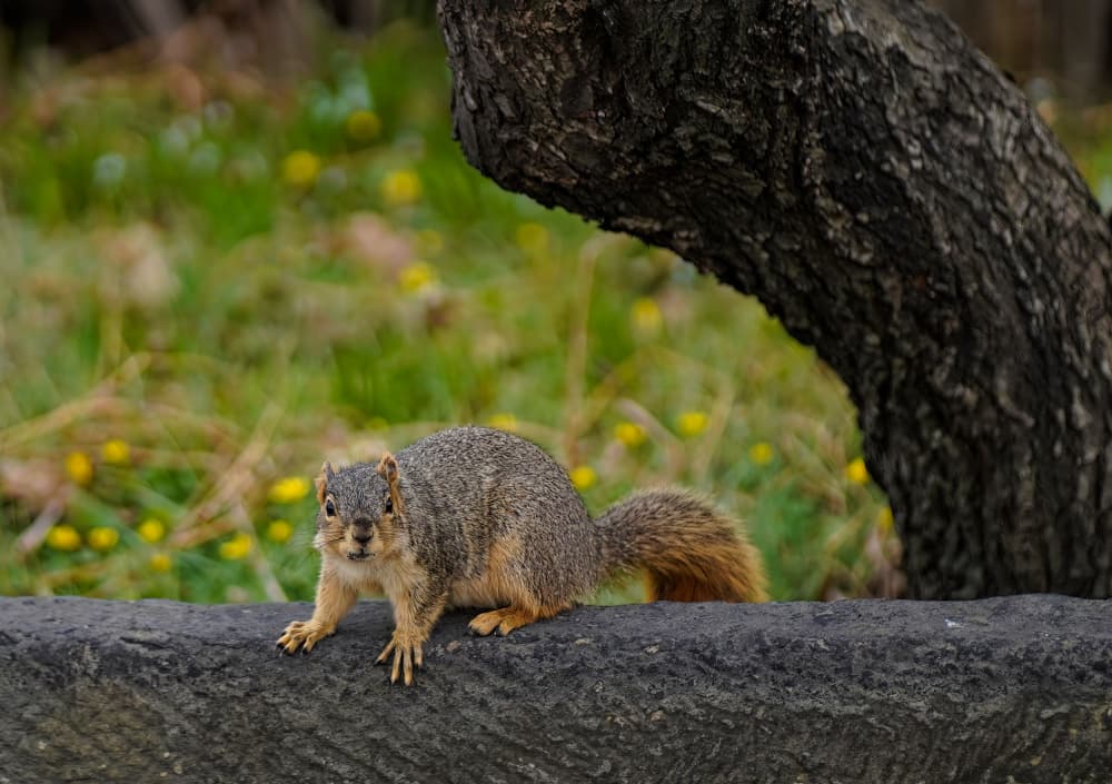 Curious Woodland Squirrel by Hal Li — canvas wall art