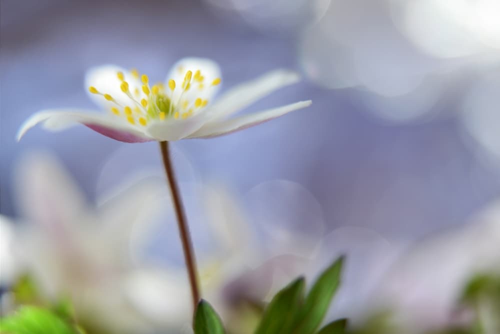 Soft Spring Bloom by Heidi Westum — canvas wall art