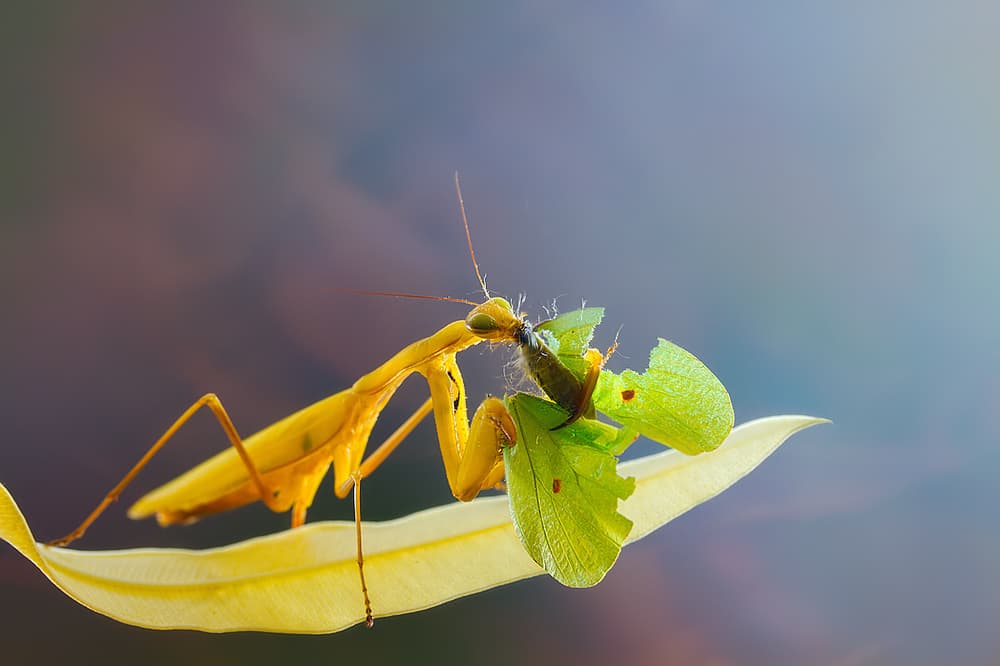 Vivid Mantis Eats Bug by Jimmy Hoffman — canvas wall art