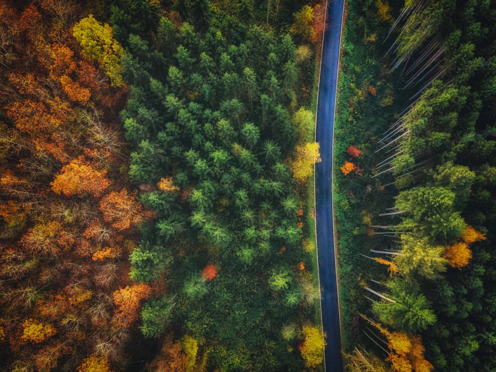 Vibrant Autumn Forest Road by Guy Krier — canvas wall art