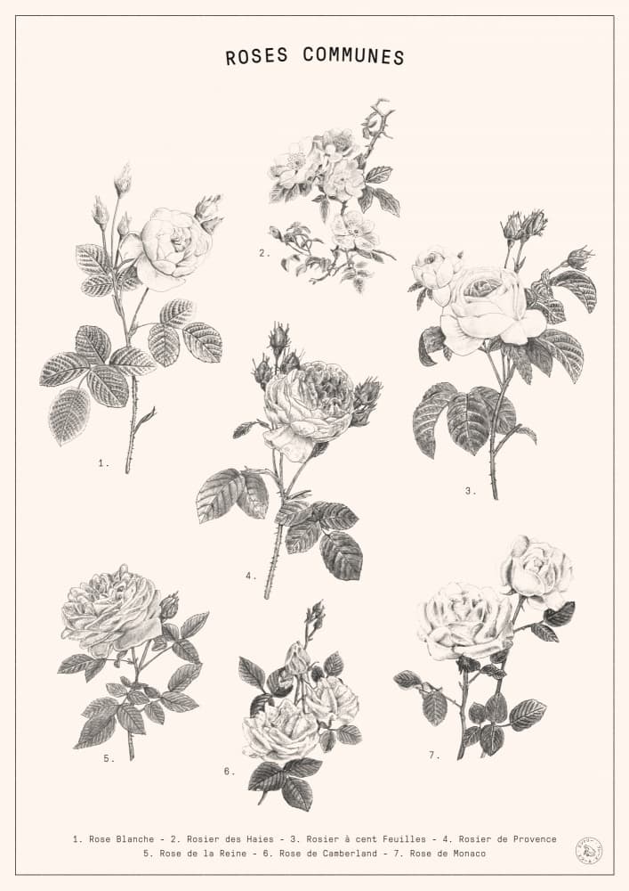 Classic Common Roses by Florent Bodart — canvas wall art