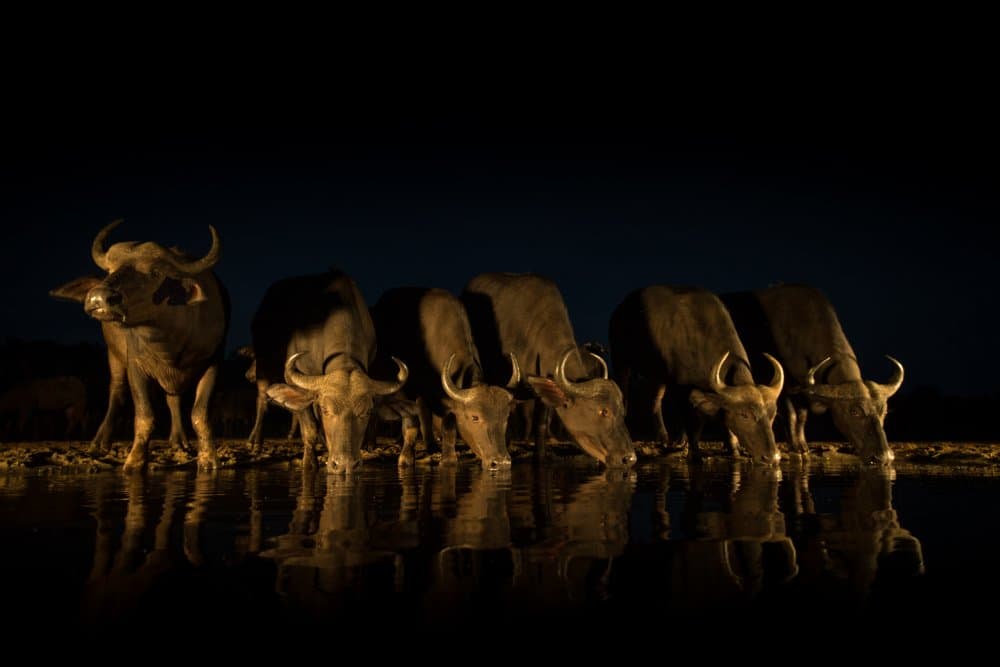 Nocturnal Buffalo Reflections by Jaco Marx — canvas wall art