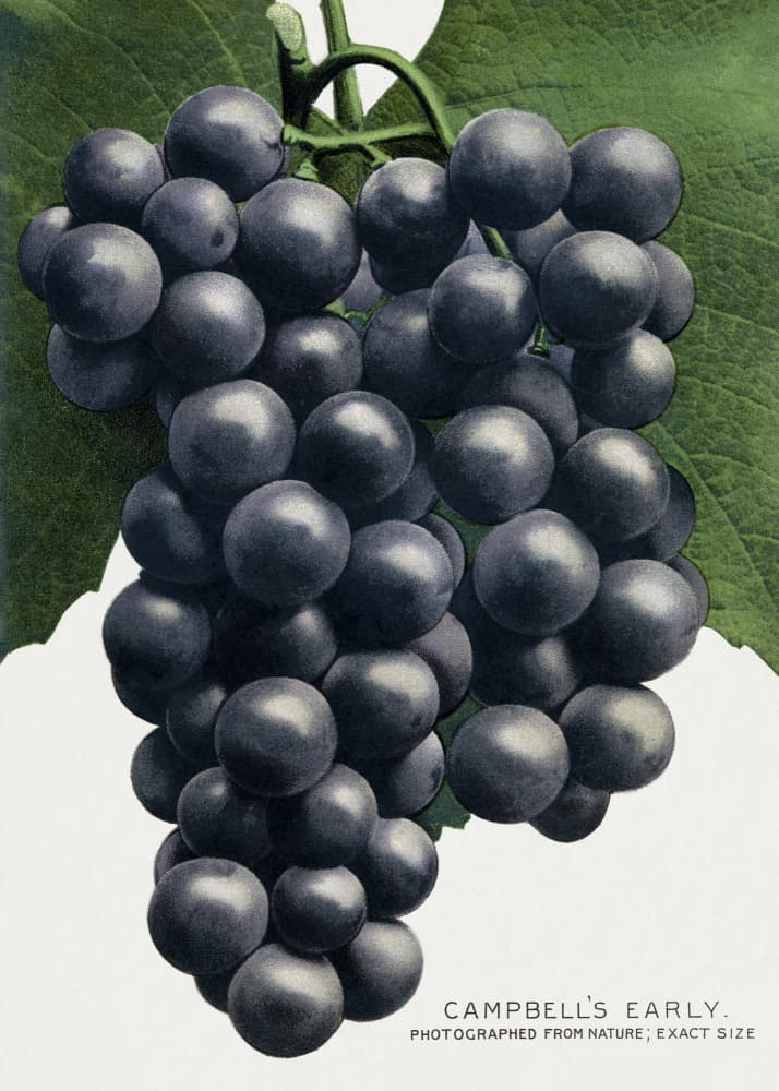 Campbell's Early Grape Lithograph by Botanical Specimen Rochester Lithographing — canvas wall art