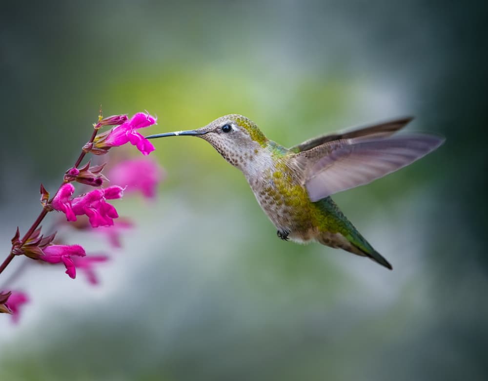 Hummingbird at Pink Bloom by Xiaojian Huang — canvas wall art