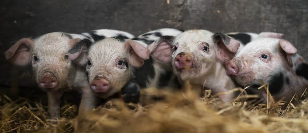Curious Farm Piglets by Gert van den Bosch — canvas wall art