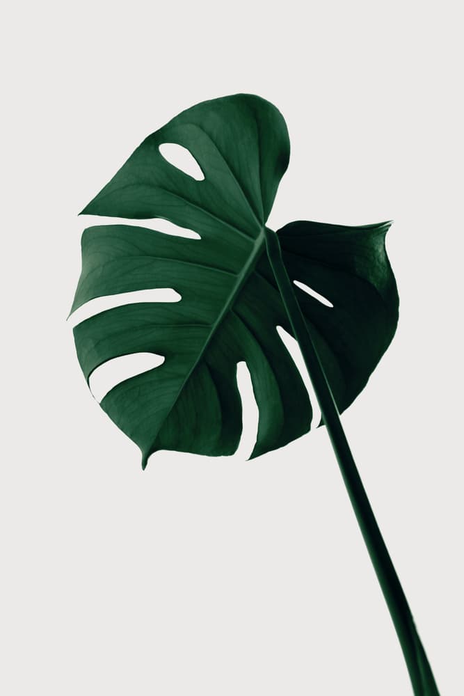 Dark Green Monstera by Pictufy Studio III — canvas wall art