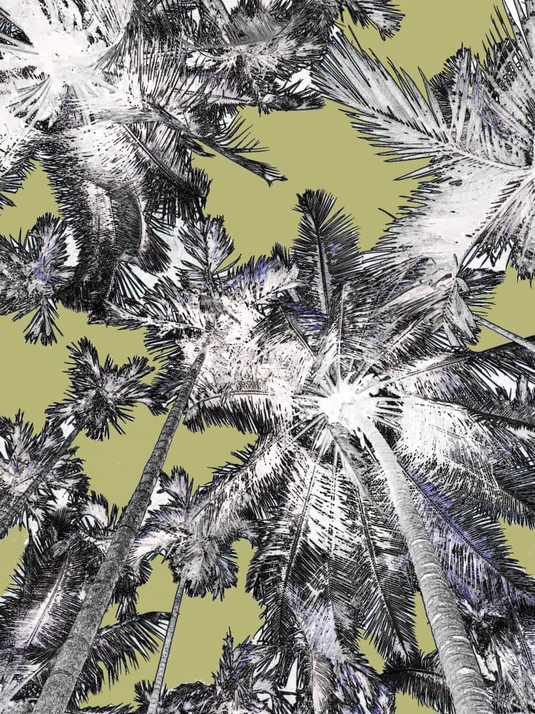 Upward Tropical Palms by Santhosh ch — canvas wall art