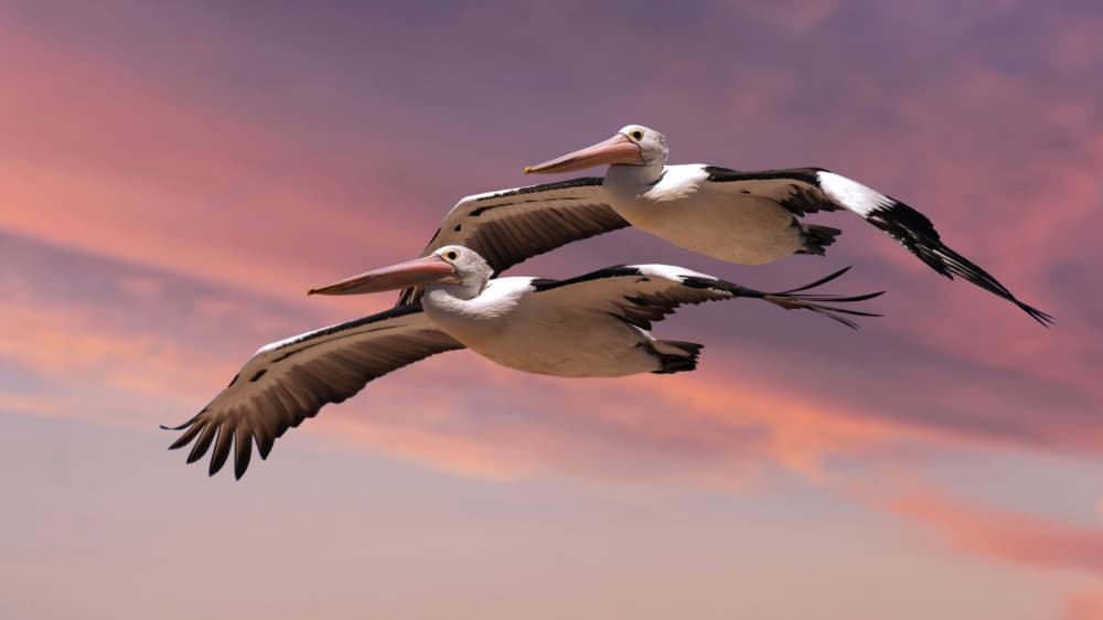 Pelicans Flying at Sunset by Emanuel Papamanolis — canvas wall art