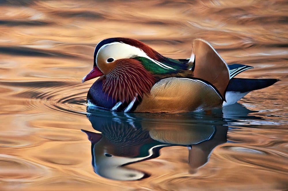 Mandarin Duck Reflection by Riccardo Mazzoni — canvas wall art