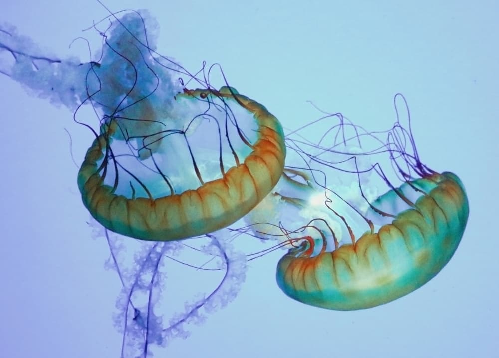 Glowing Ocean Dancers by Robin Wechsler — canvas wall art