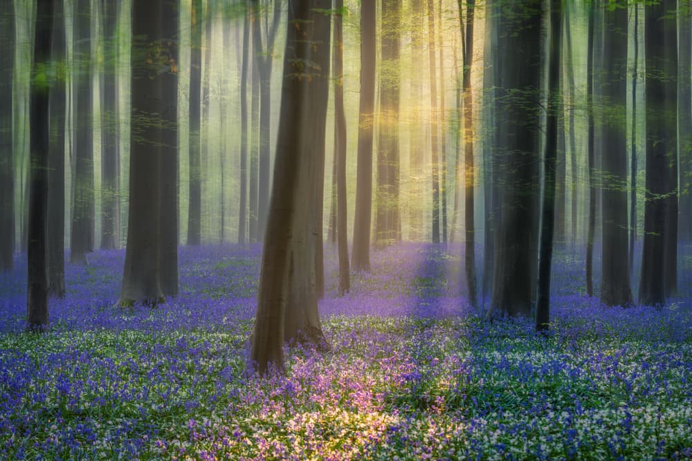 Enchanted Bluebell Woods by Adrian Popan — canvas wall art