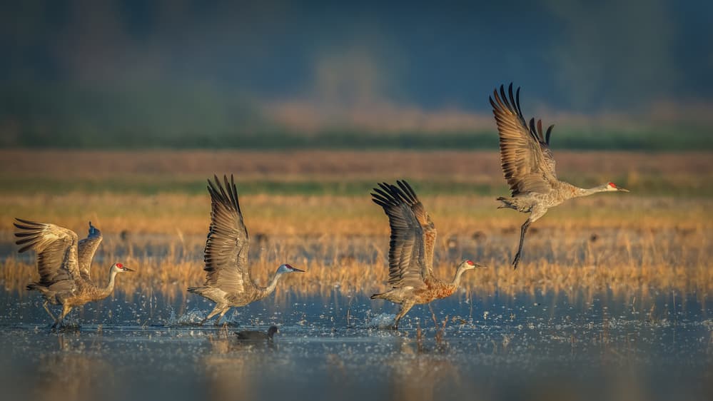 Sandhill Cranes Flight by Jennifer Lu — canvas wall art