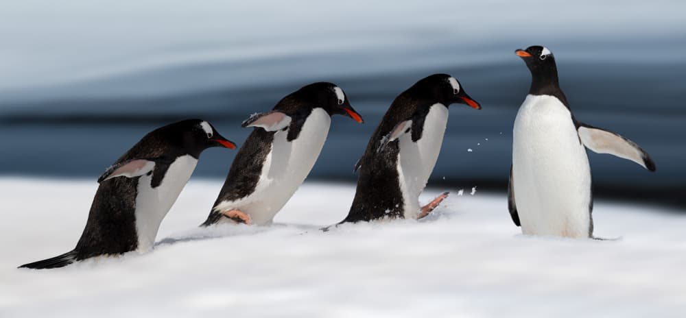Gentoo Penguin Action by Chuanxu Ren — canvas wall art