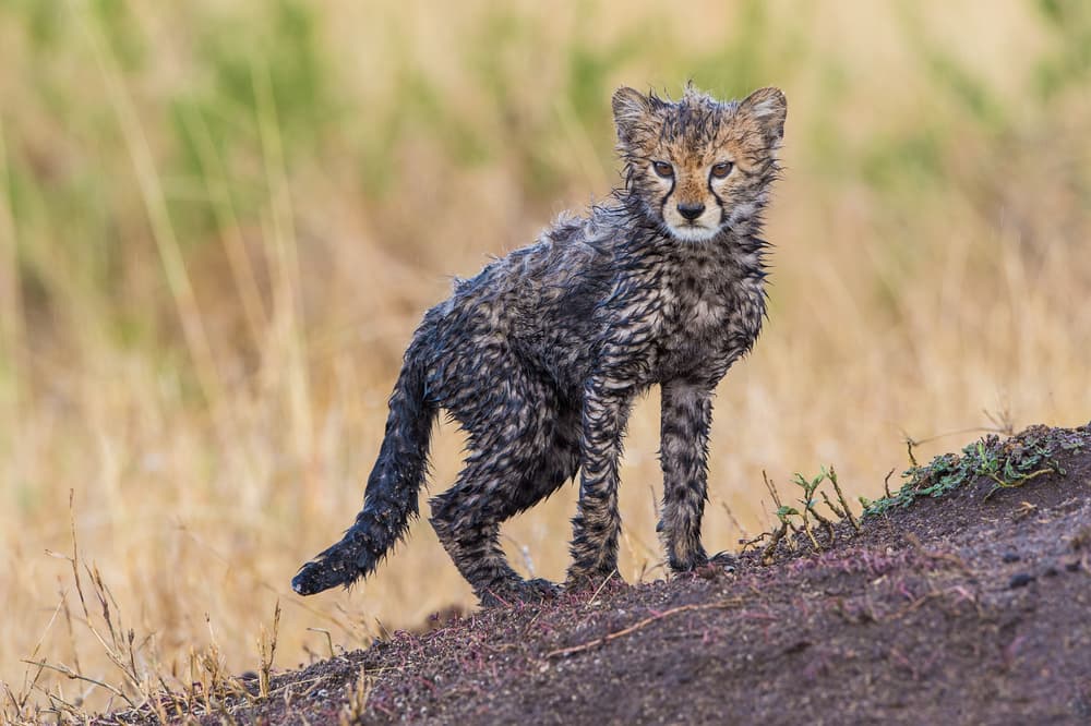 Wet Cheetah Cub by Mohammed Alnaser — canvas wall art