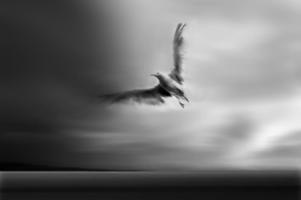 Graceful Flight Motion by Yvette Depaepe — canvas wall art