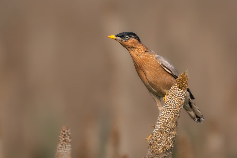 Golden Starling Perched by Rajat Dhesi — canvas wall art
