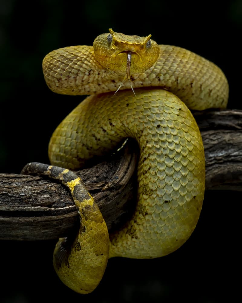 Yellow Viper Portrait by Tantoyensen — canvas wall art