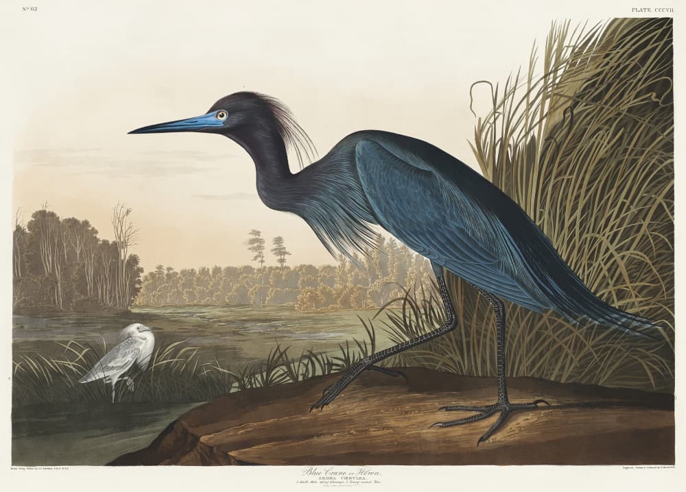 Blue Crane or Heron From Birds of America (1827) by John James Audubon — canvas wall art