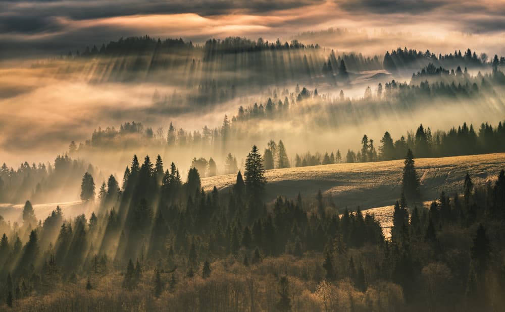 Sun Rays Over Misty Forest by Karol Nienartowicz — canvas wall art