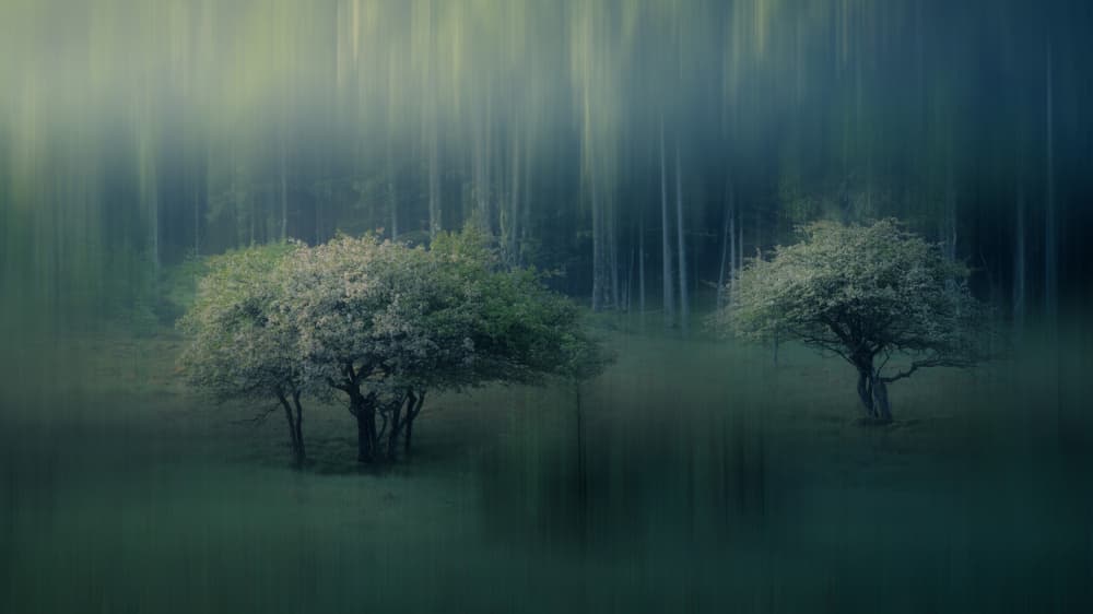 Misty Forest Dream by Hiroyuki Tsuchiya — canvas wall art