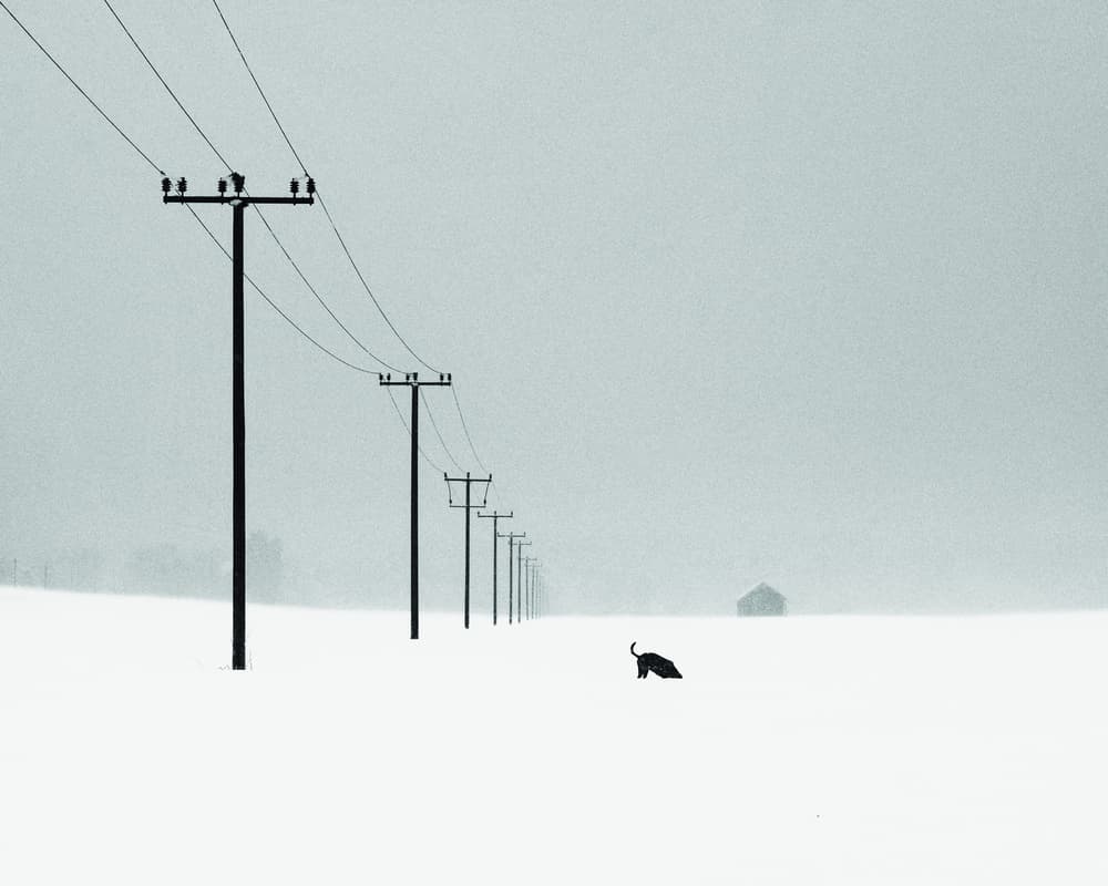 Snowy Power Poles Animal by Alexej Schulz — canvas wall art