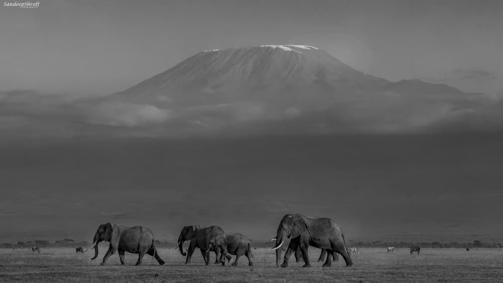 Kilimanjaro Elephant Safari by Sandeep Shroff — canvas wall art