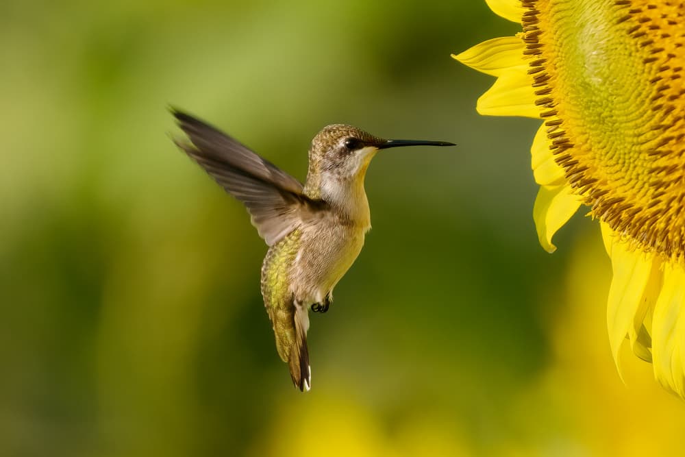 Hummingbird at Sunflower by Robert Zhang — canvas wall art
