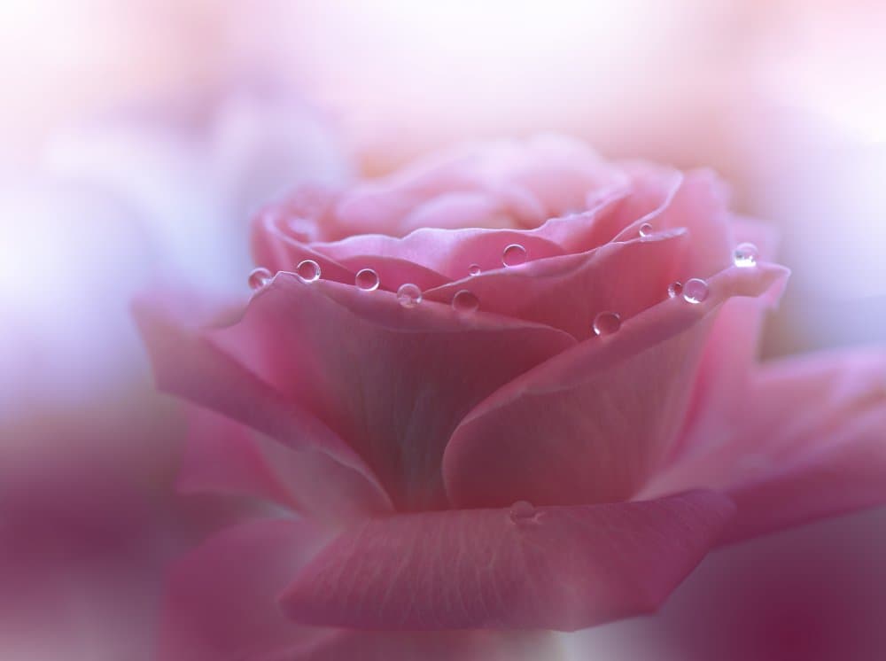 Pink Rose Droplets by Juliana Nan — canvas wall art