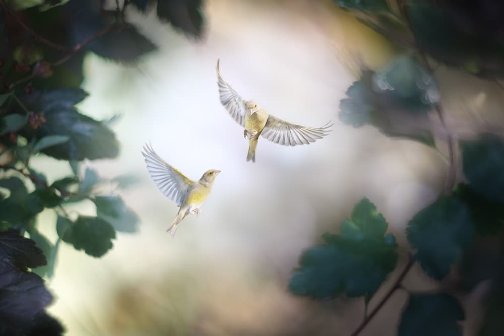 Delicate Birds in Flight by Doris Reindl — canvas wall art