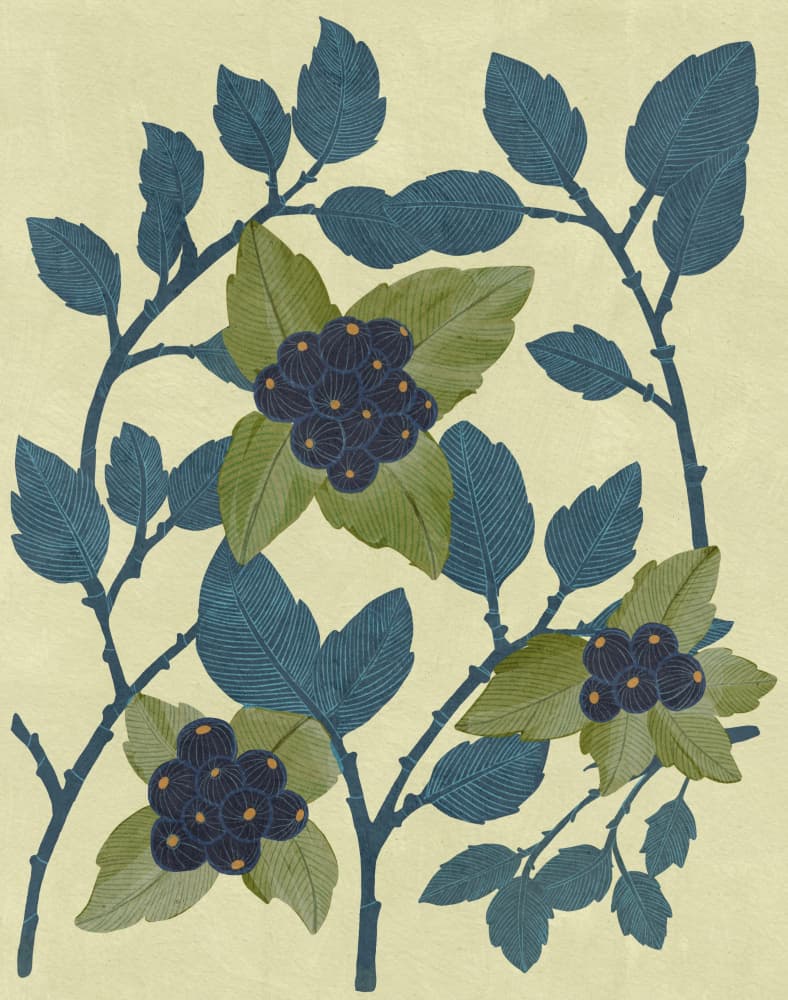 Huckleberries by Katie O'Shea — canvas wall art