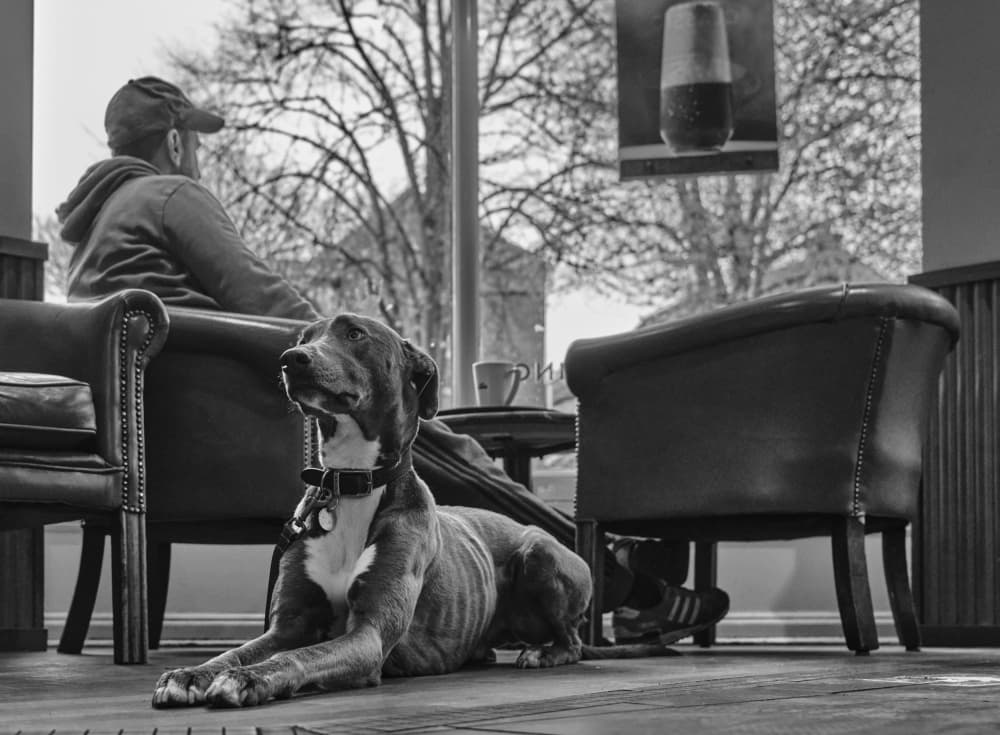 Cafe Dog Waiting by Pawel Majewski — canvas wall art