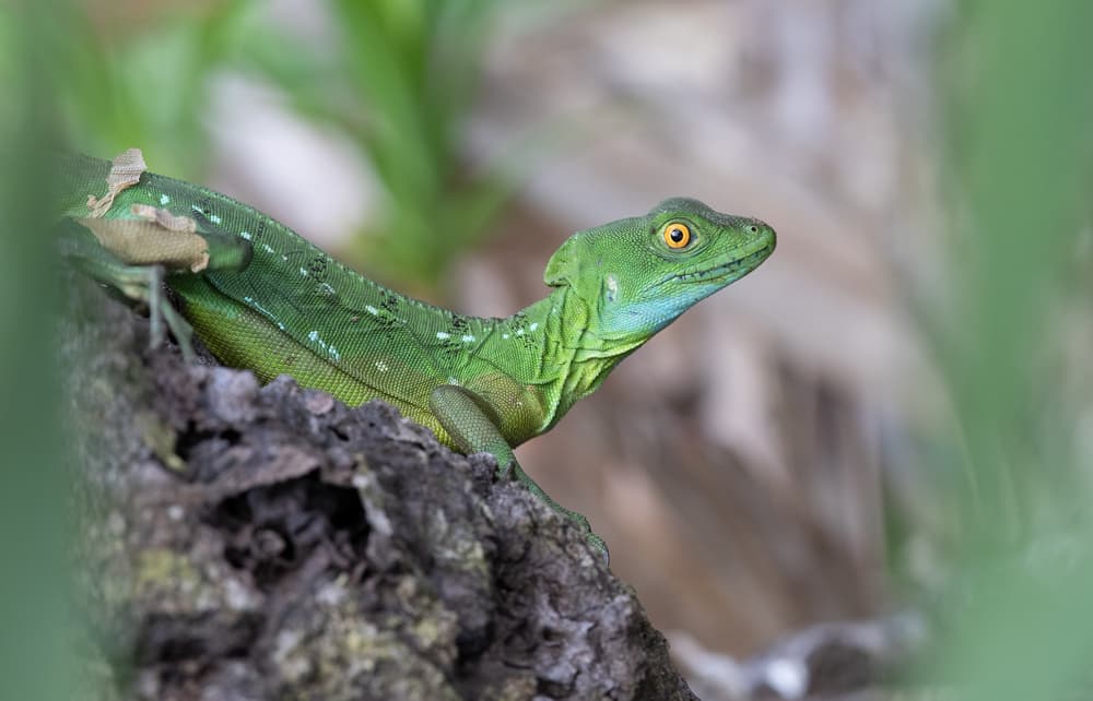 Curious Green Basilisk by Cheng Chang — canvas wall art