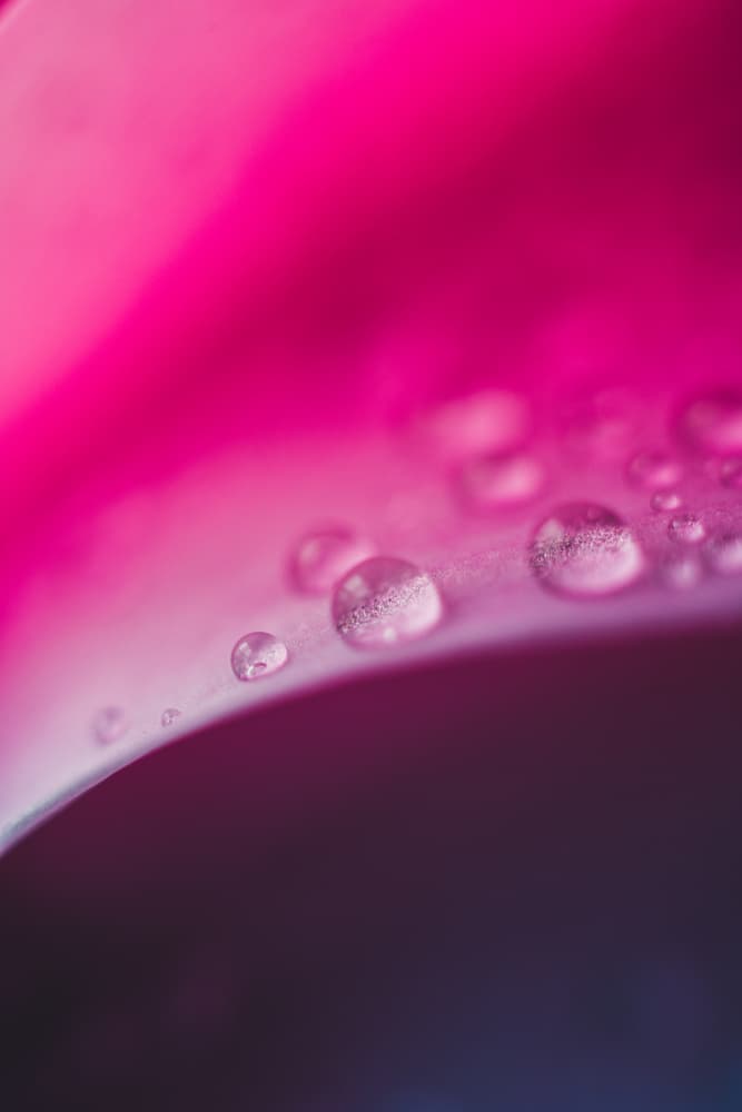 Vibrant Pink Dewdrops by Javier Pardina — canvas wall art