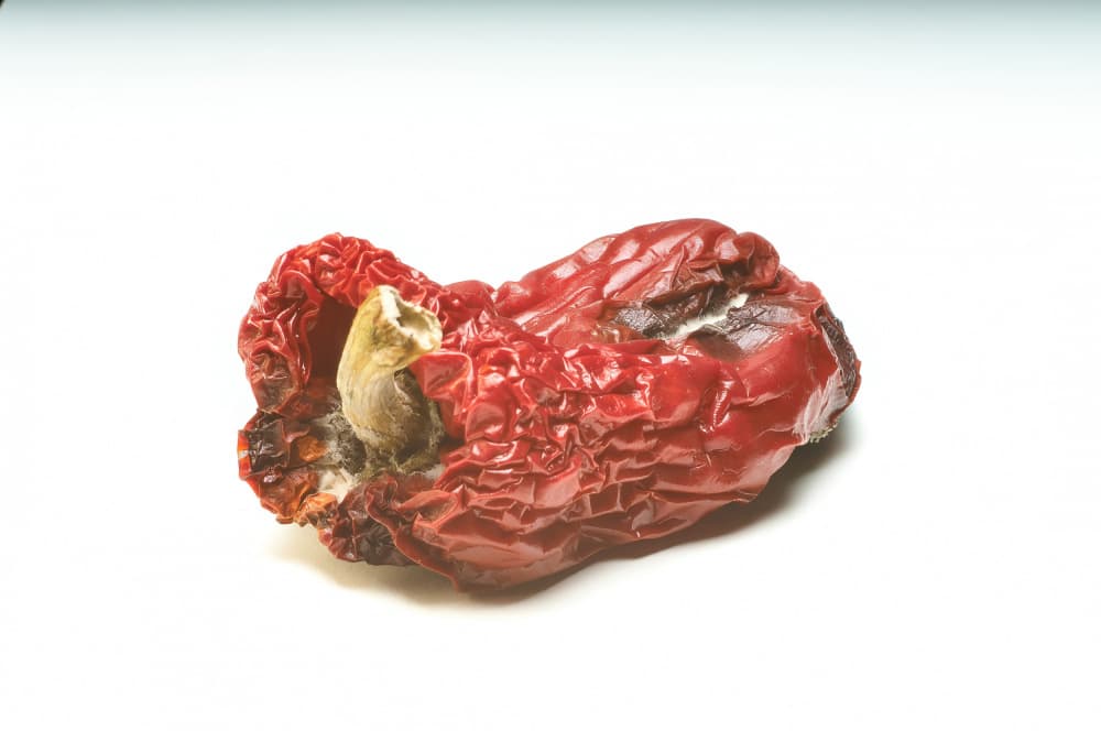 Decaying Red Pepper by Geertjan Plooijer — canvas wall art