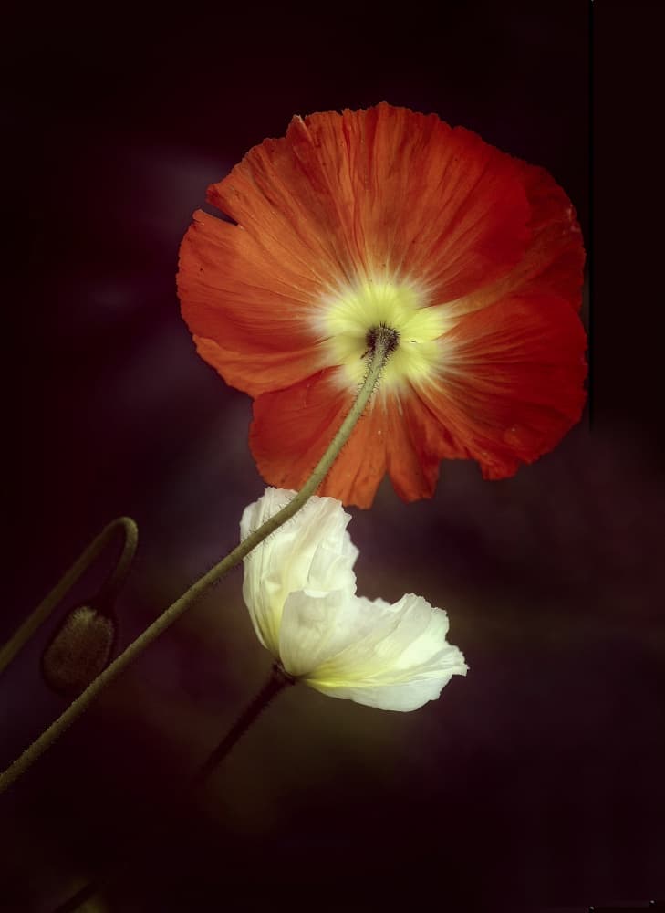 Dramatic Poppy Glow by Anna Cseresnjes — canvas wall art