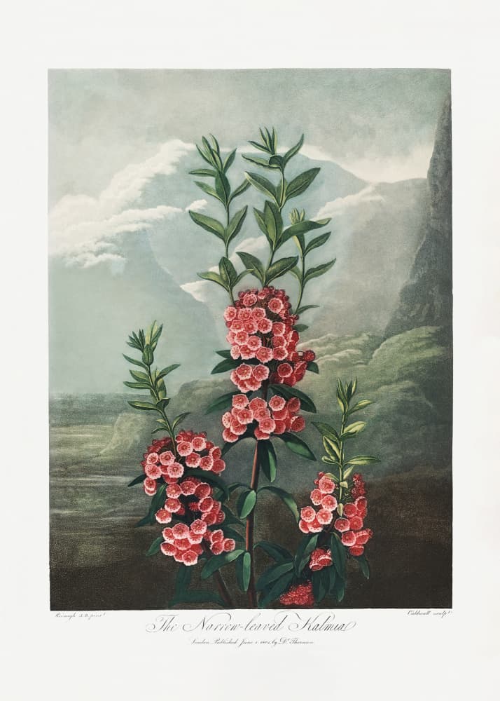 The Narrow–Leaved Kalmia from The Temple of Flora (1807) by Robert John Thornton — canvas wall art