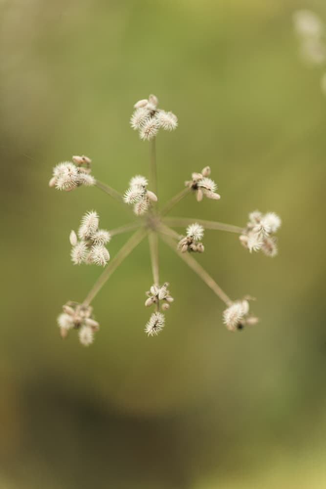 Delicate Green Seed Head by Javier Pardina — canvas wall art