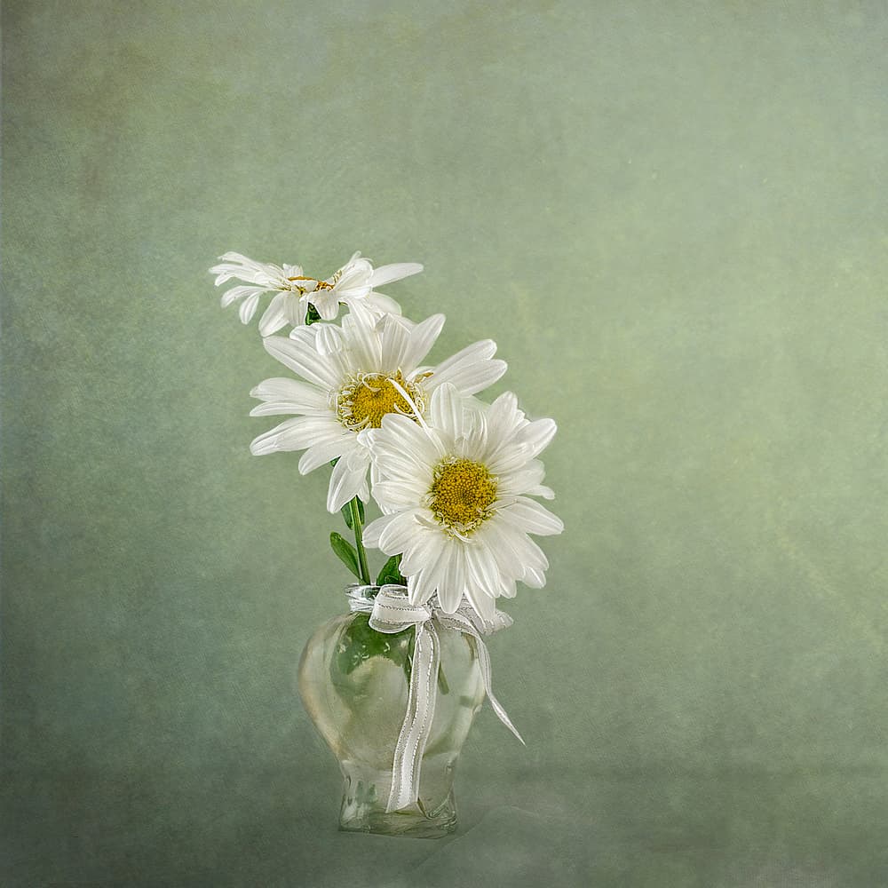 White Daisies In Vase by Gaille Gray — canvas wall art