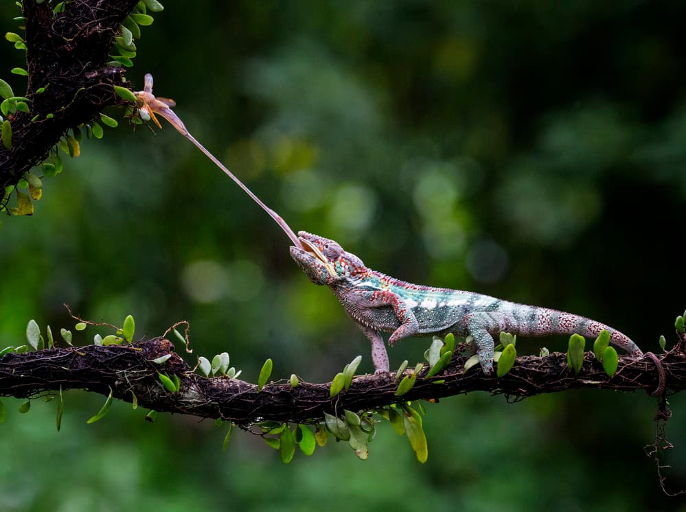 Chameleon's Precise Catch by Angela Muliani Hartojo — canvas wall art