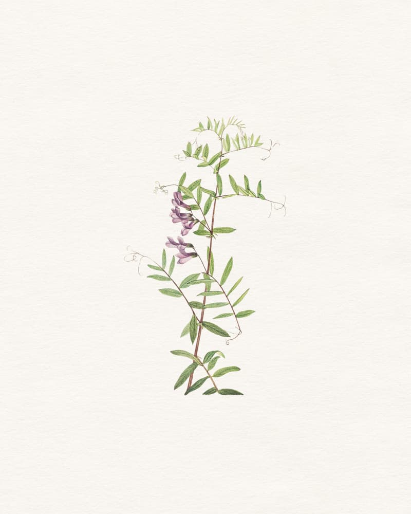 Wild Purple Flowers by Wild Violets — canvas wall art