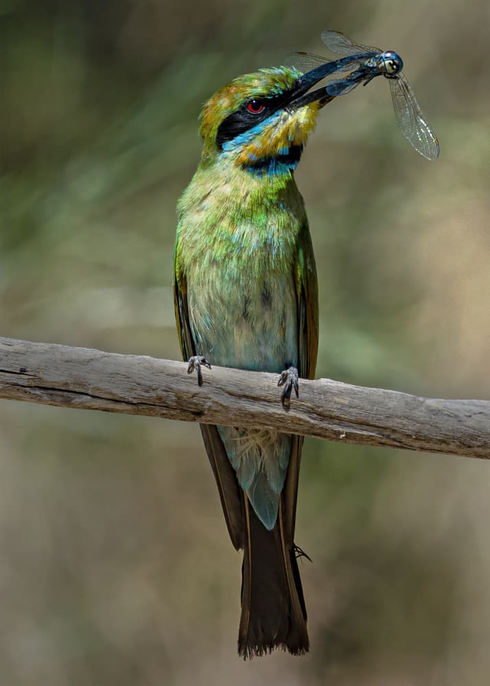 Vibrant Bee-eater Dragonfly by Susan Moss — canvas wall art