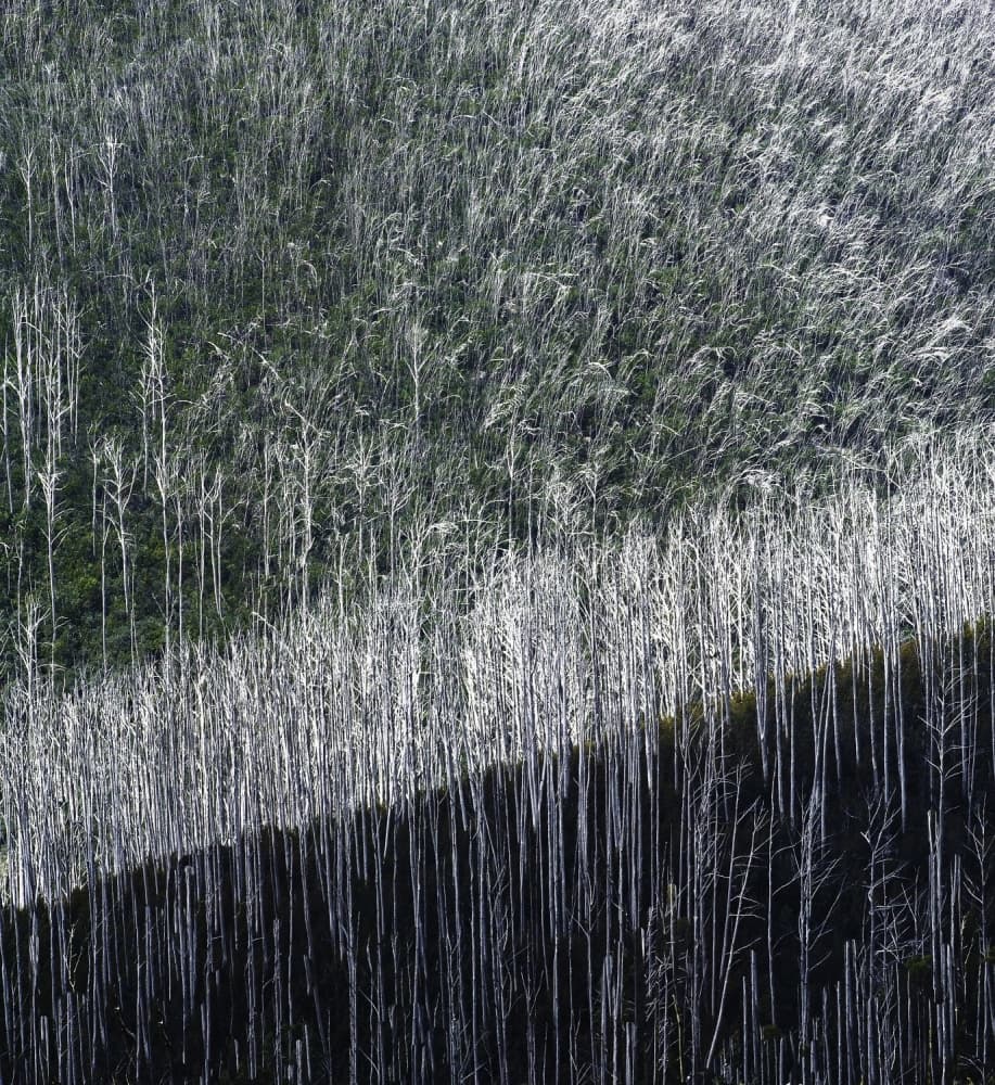 White Trees New Growth by Wayne Pearson — canvas wall art