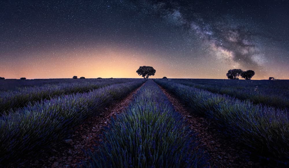 Milky Way Lavender Field by Jorge Ruiz Dueso — canvas wall art