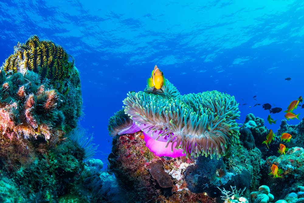 Vibrant Clownfish Anemone by Roberto Marchegiani — canvas wall art