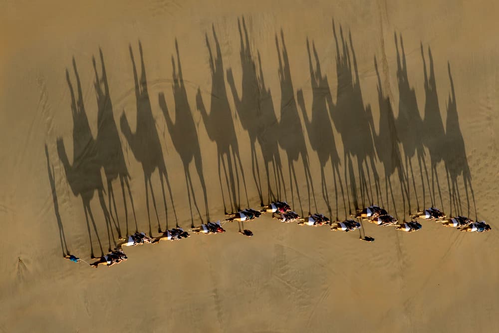 Camel Caravan Shadows by Louise Wolbers — canvas wall art